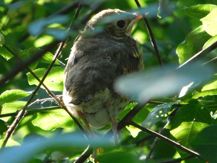 a bird is sitting in the nches of a tree