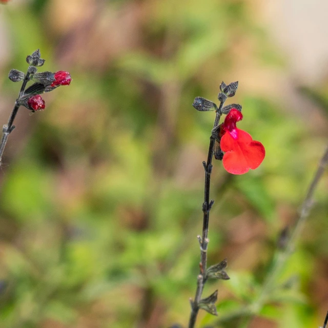 small red flowers in the foreground with another plant to the right