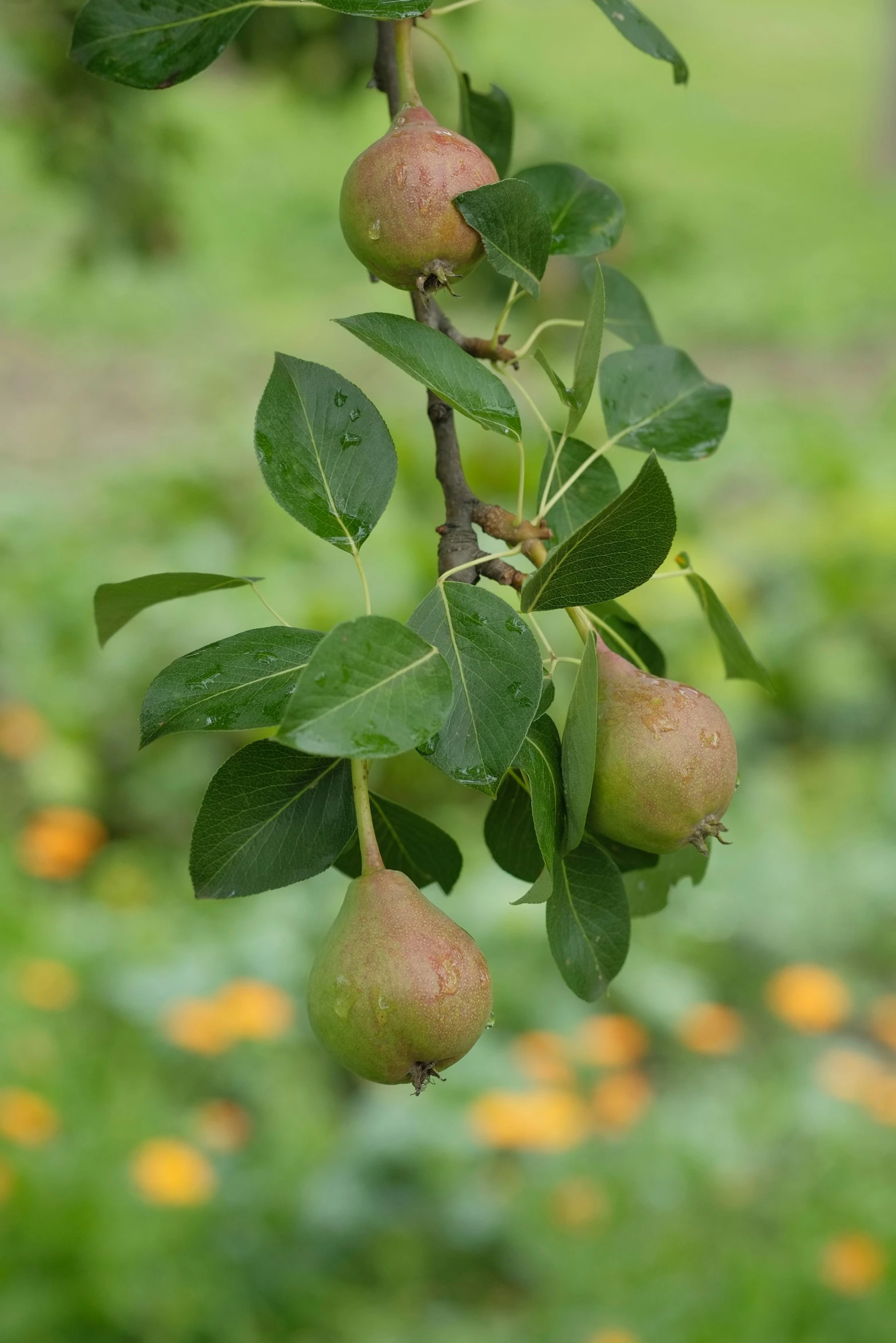 fruit hanging from a tree with leaves