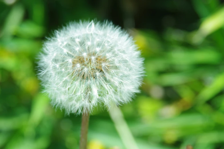 the dandelion is on the green plants