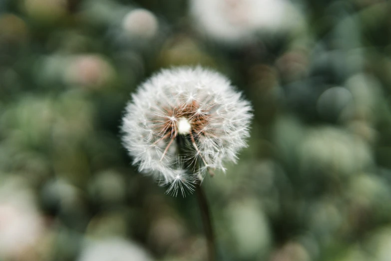 the small white dandelion with one flower still attached