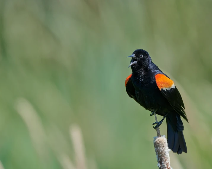 a black and orange bird perched on top of a flower