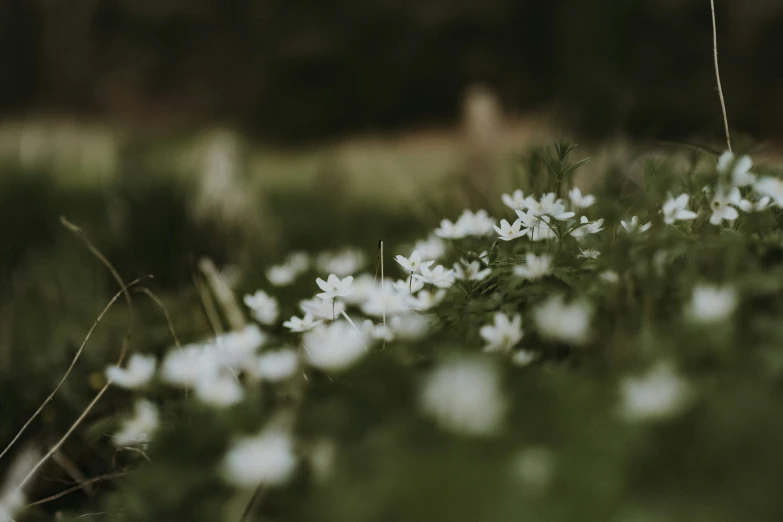 small white flowers sitting on the ground