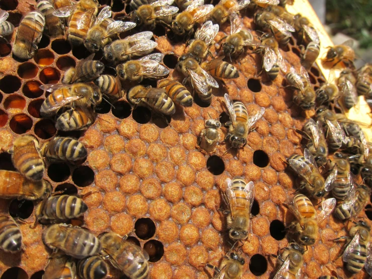 many bees are in a hive that looks like they have fallen into the honeycombs