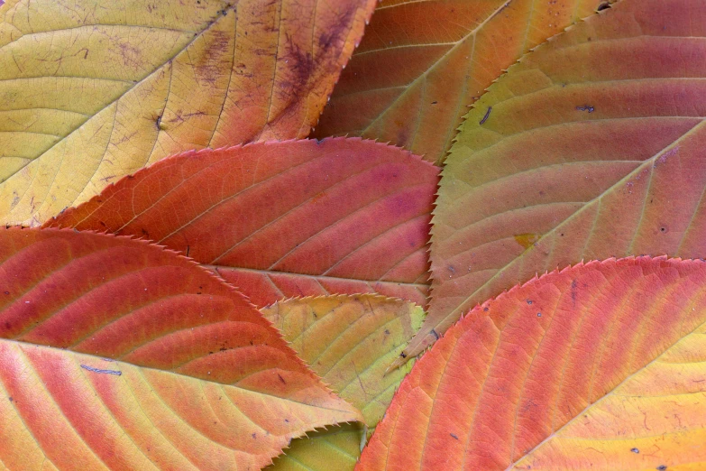 close up of different colored leaves in close up