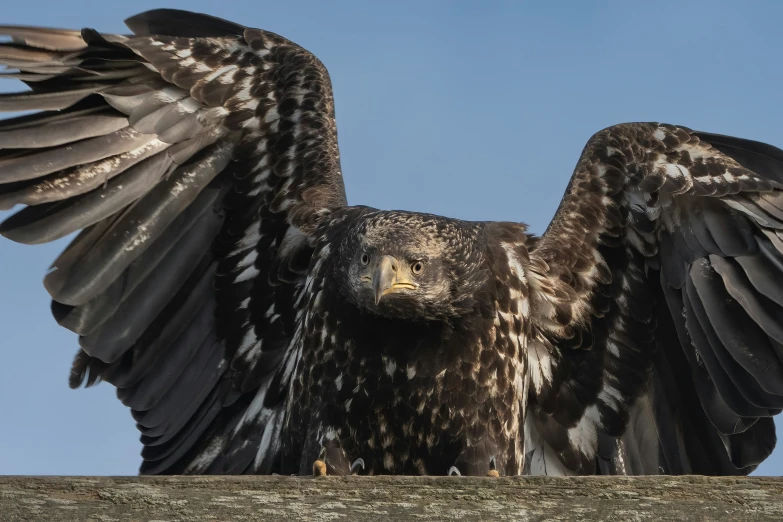 a black and white eagle spreading its wings while standing on the ground