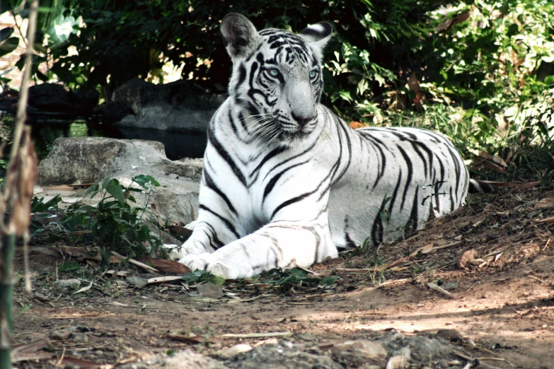 a white tiger laying on top of dirt covered ground