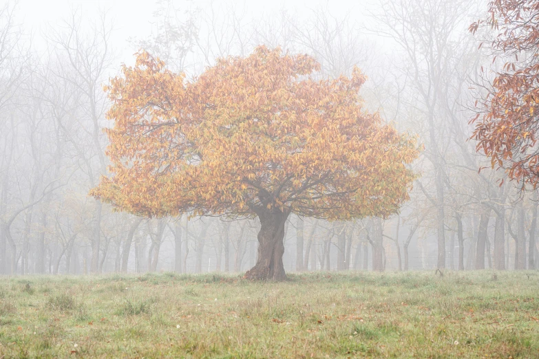 a big yellow tree sitting in the middle of a forest