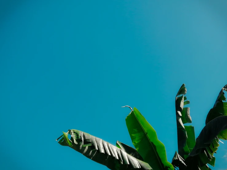 green leaves of a banana plant are flying away in the blue sky