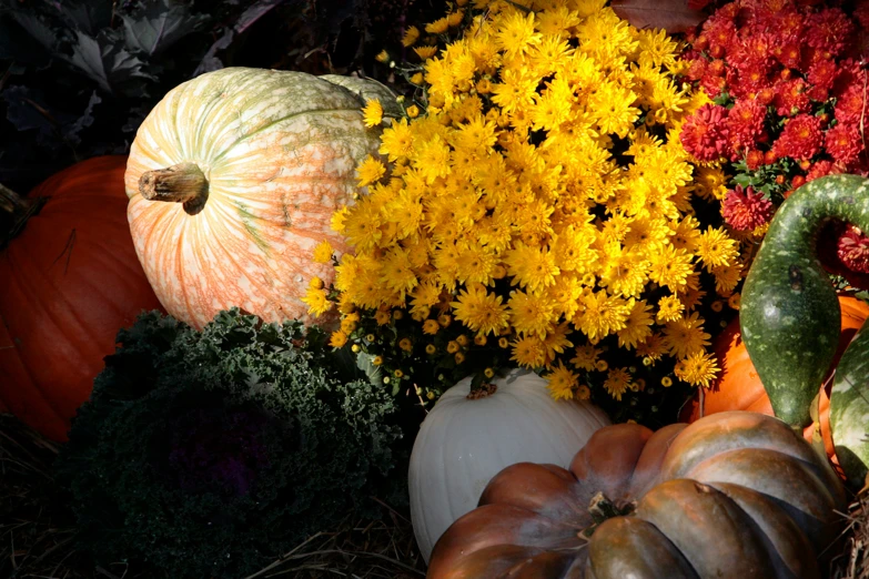 various fall and halloween decorations with pumpkins, chrysions and mum