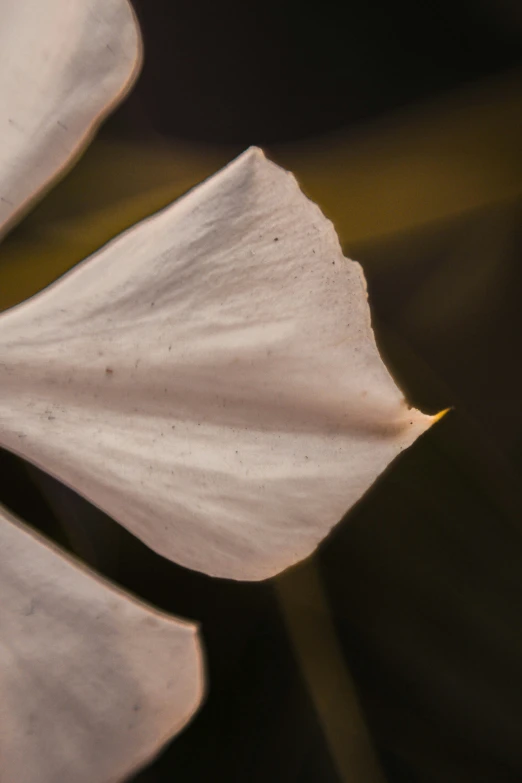 an object of a flower that is in the daytime light