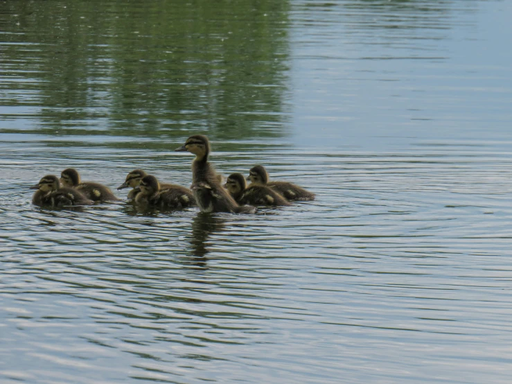 several ducks are swimming on the water in the pond