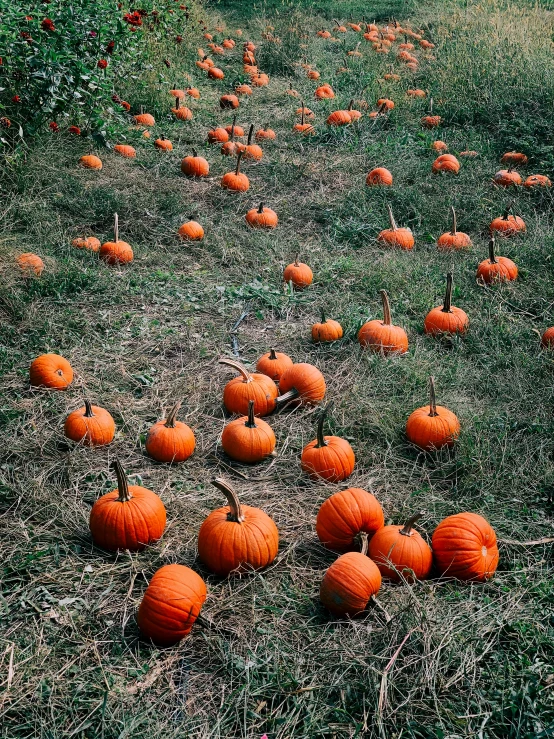 lots of pumpkins laying out in a field