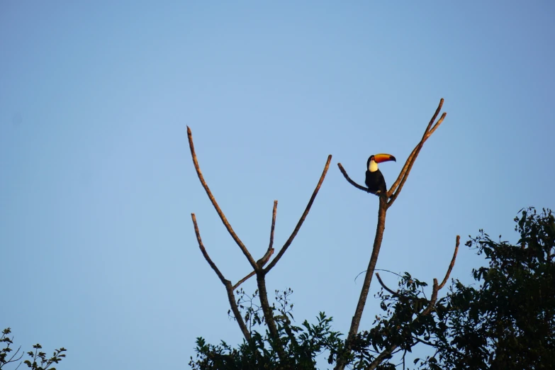 a bird sits on the nches of a tree