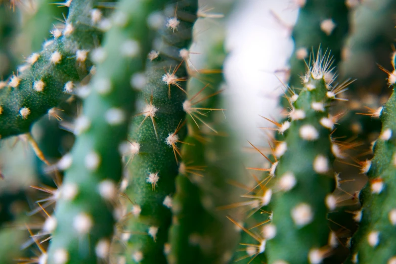 a group of small white stars on the green plant