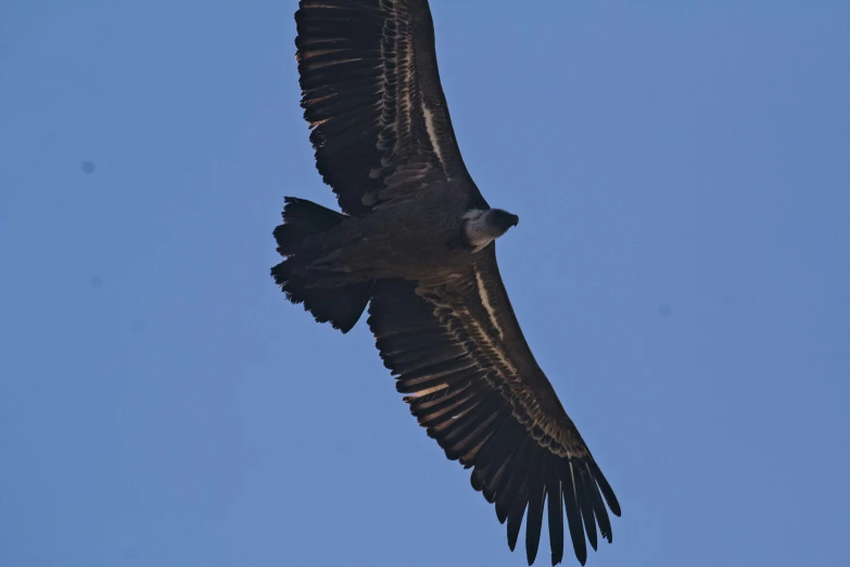 a bird flying through the sky with its wings open