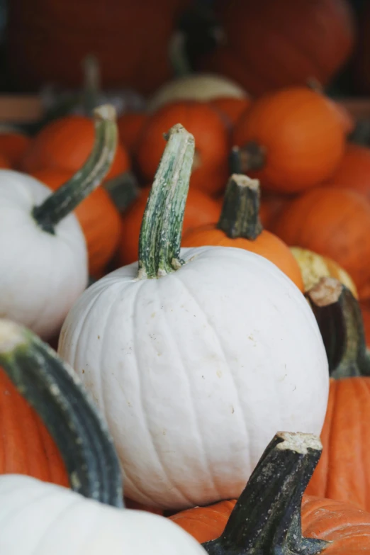 several pumpkins sitting together on the ground