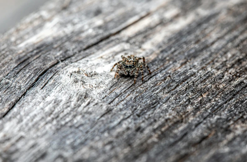 a silver crab crawls through the wood