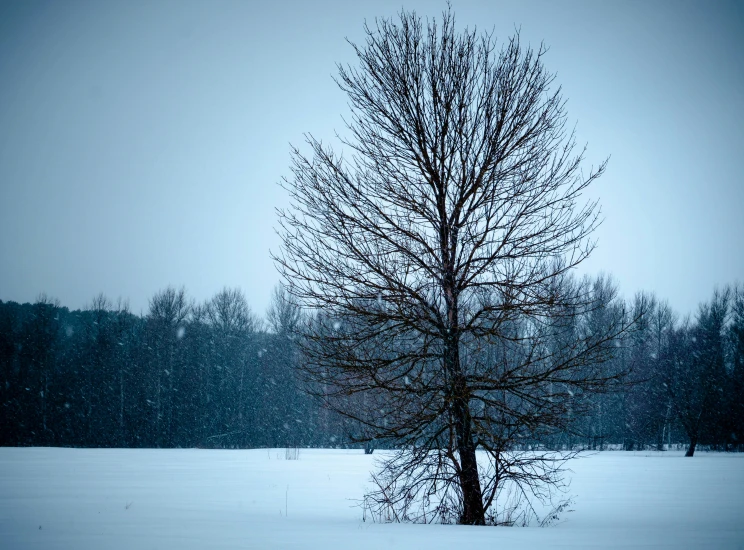 a bare tree sitting in the snow surrounded by evergreen trees