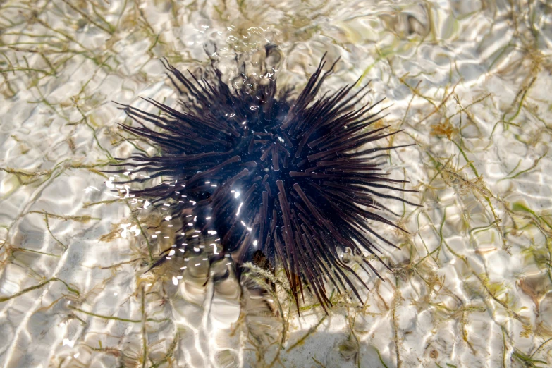 sea urchin on the sand surface, looking very spiky
