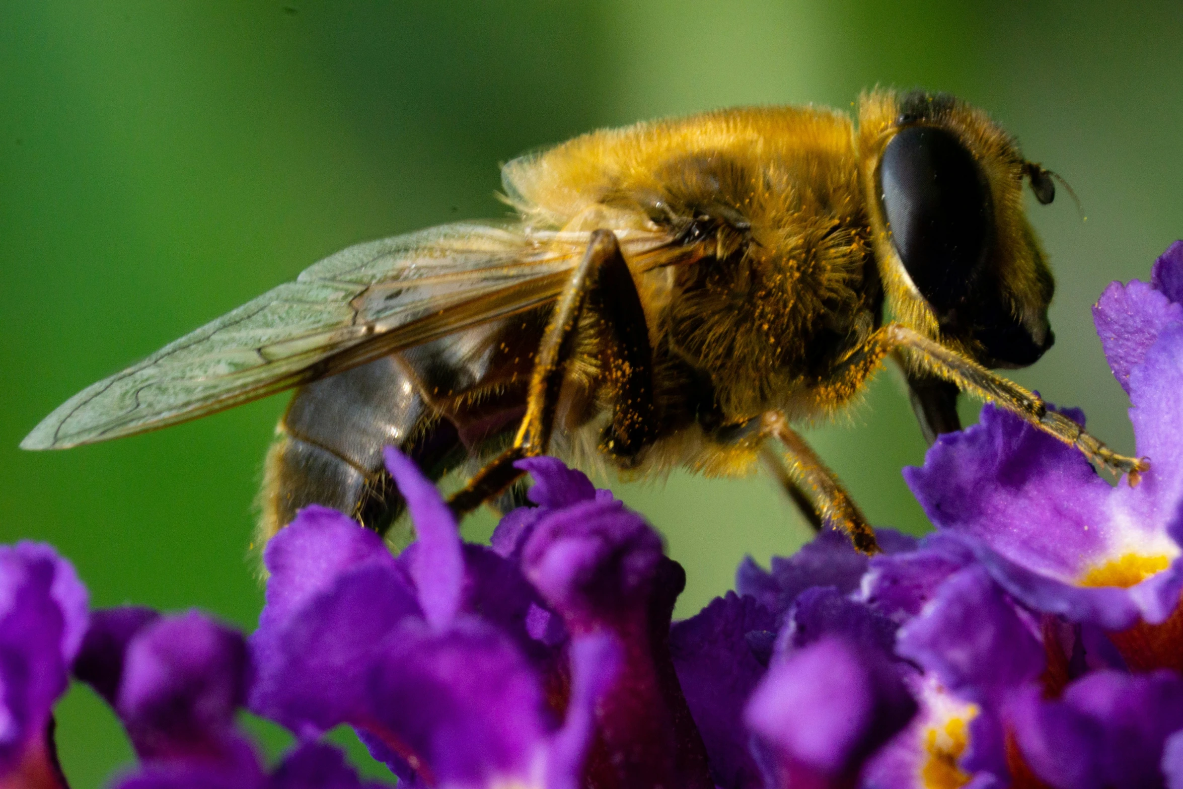 a honeybee gathers pollen in a flower