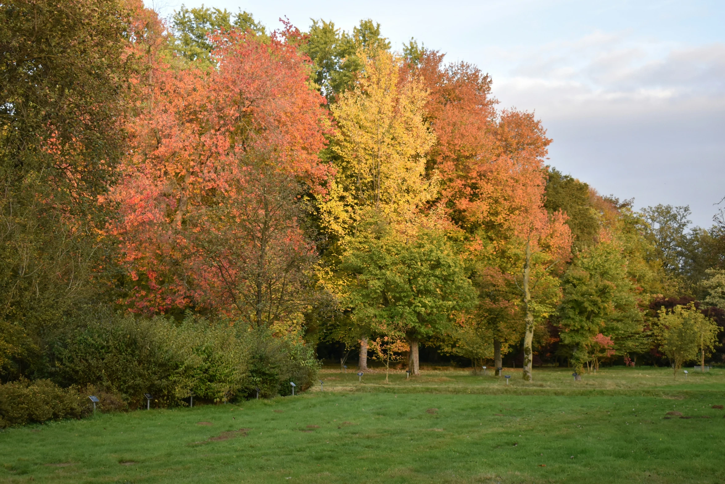 trees on both sides of a grassy field with red, yellow and green leaves