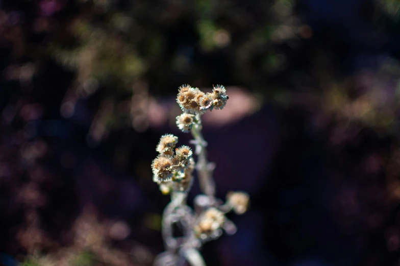 there is a flower that is outside in the day