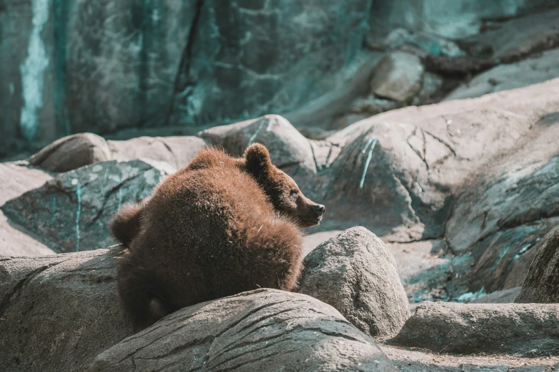 a brown bear is sitting on some rocks