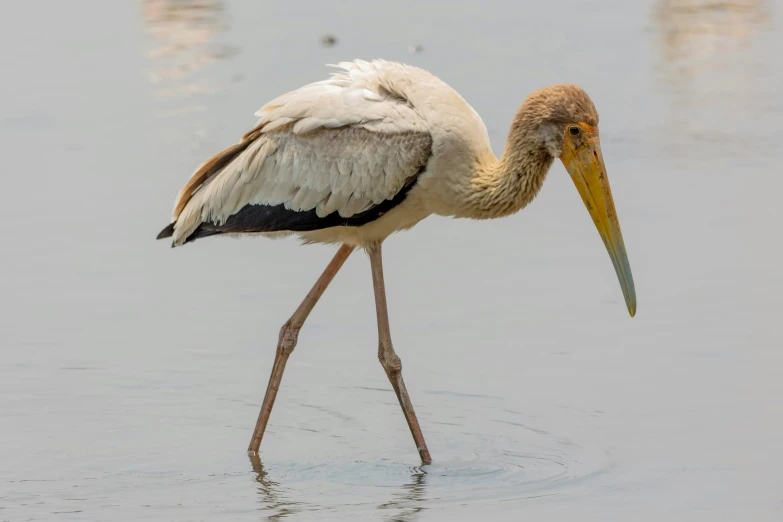 a stork with an elaborate beak, and very long legs walking in water