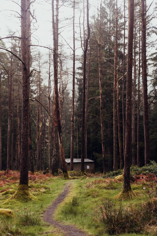 a dirt path splits between the tall trees