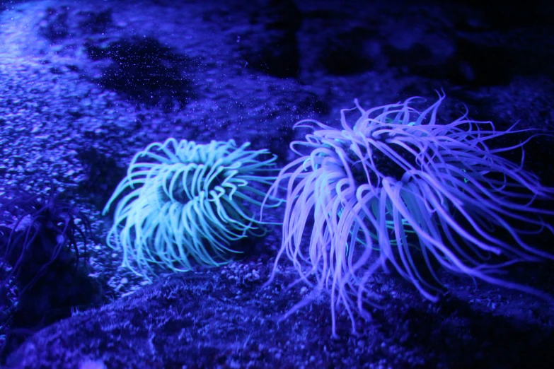 two purple sea anemonas on the floor in blue light