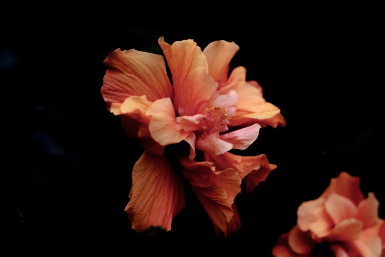 a close up of two orange flowers with dark background