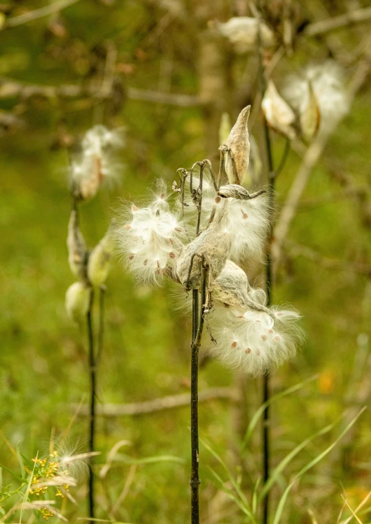 some fluffy flower stalks in a field