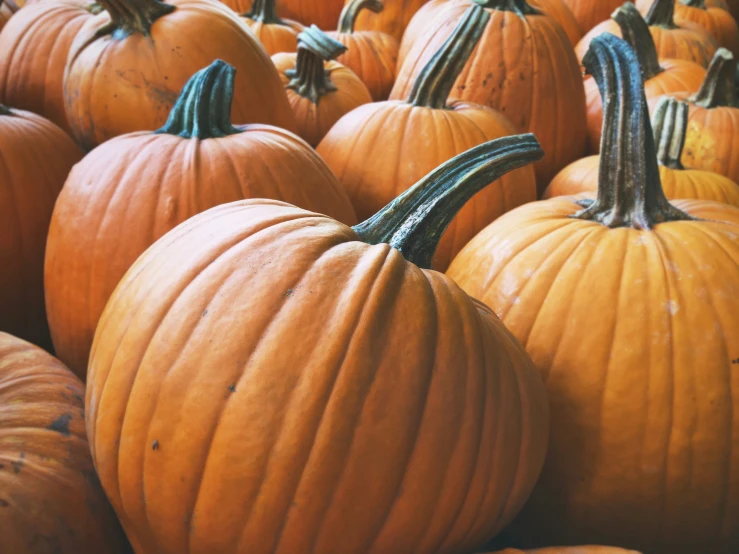 some very pretty orange pumpkins with big leaves