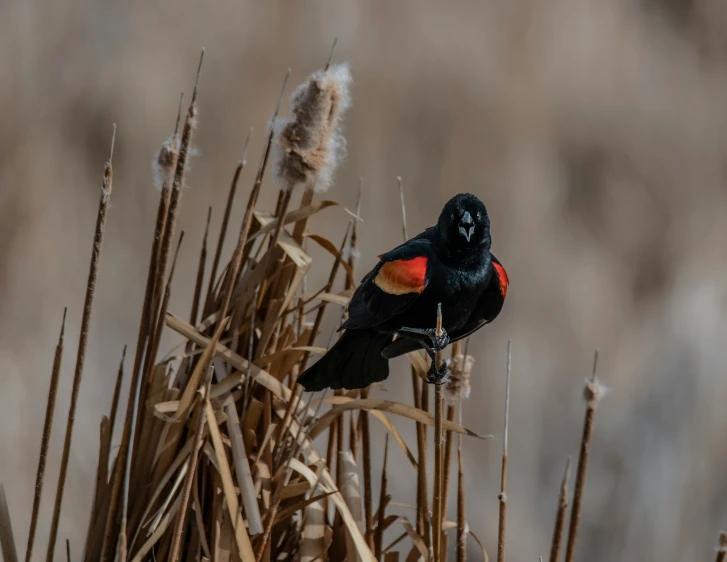 a close - up of a bird with red on its chest