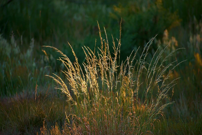 yellow flowers and grass stand tall and beautiful