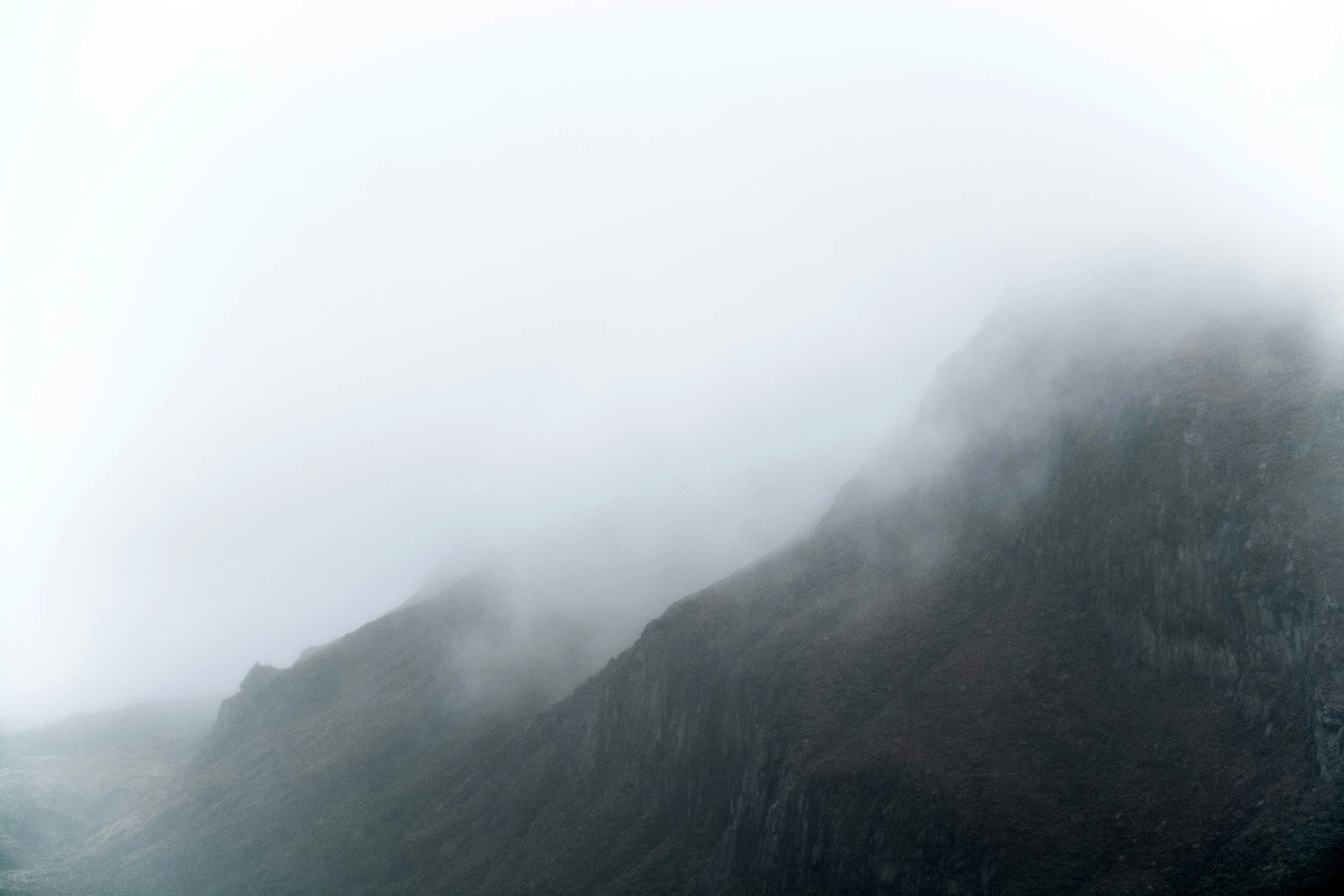 a group of trees that are in the fog