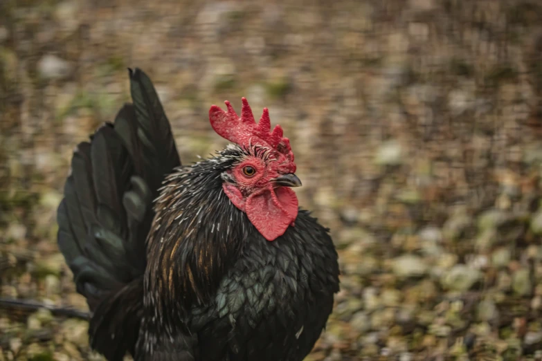 a black and red rooster standing on top of rocks