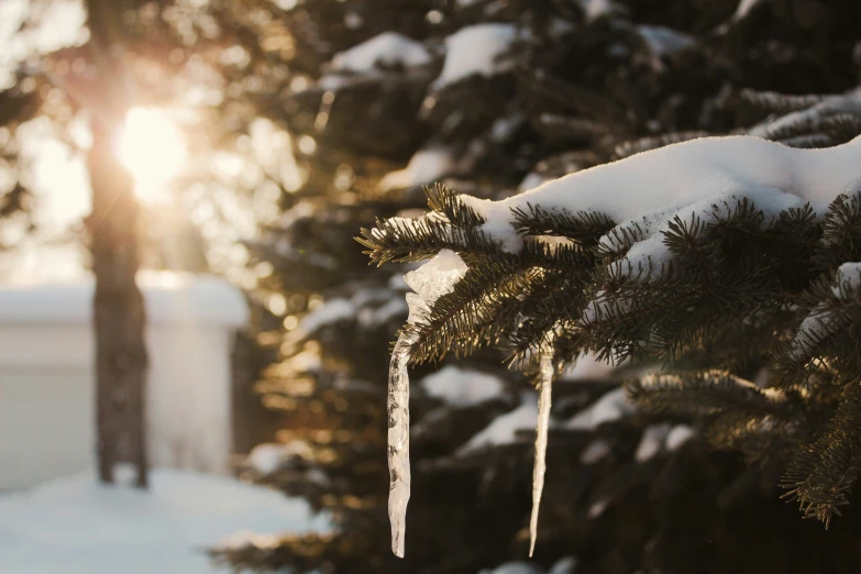 some pine needles covered in ice hanging from the top of snow