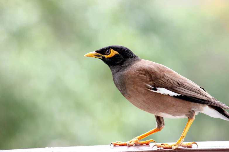 a brown bird perched on top of a roof