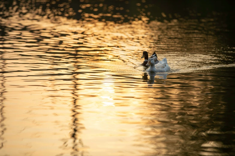 two ducks swimming down a body of water at sunset