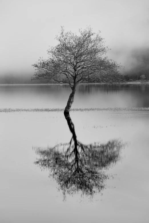 black and white pograph of tree in water