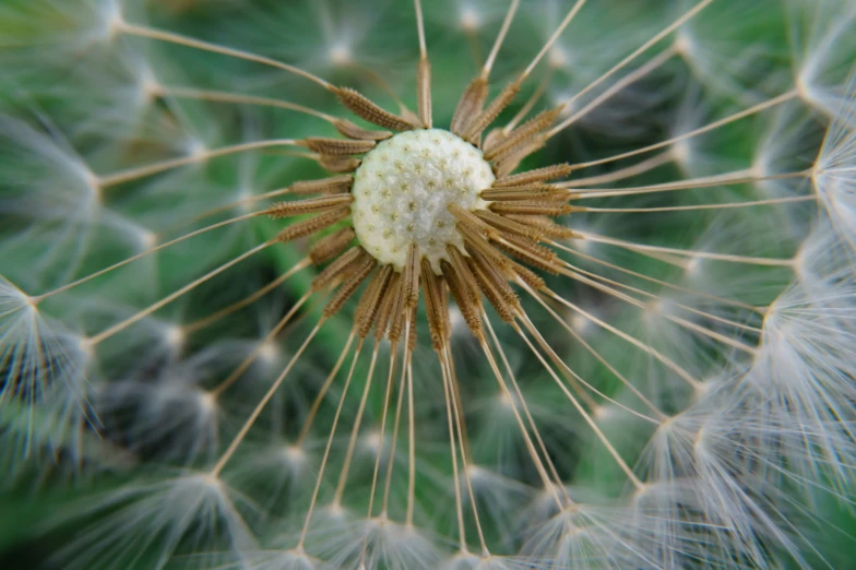 the head of a dandelion shows its long thin needles