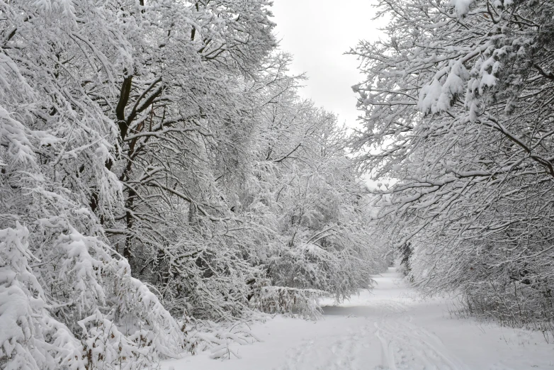 a road surrounded by lots of snow in the forest