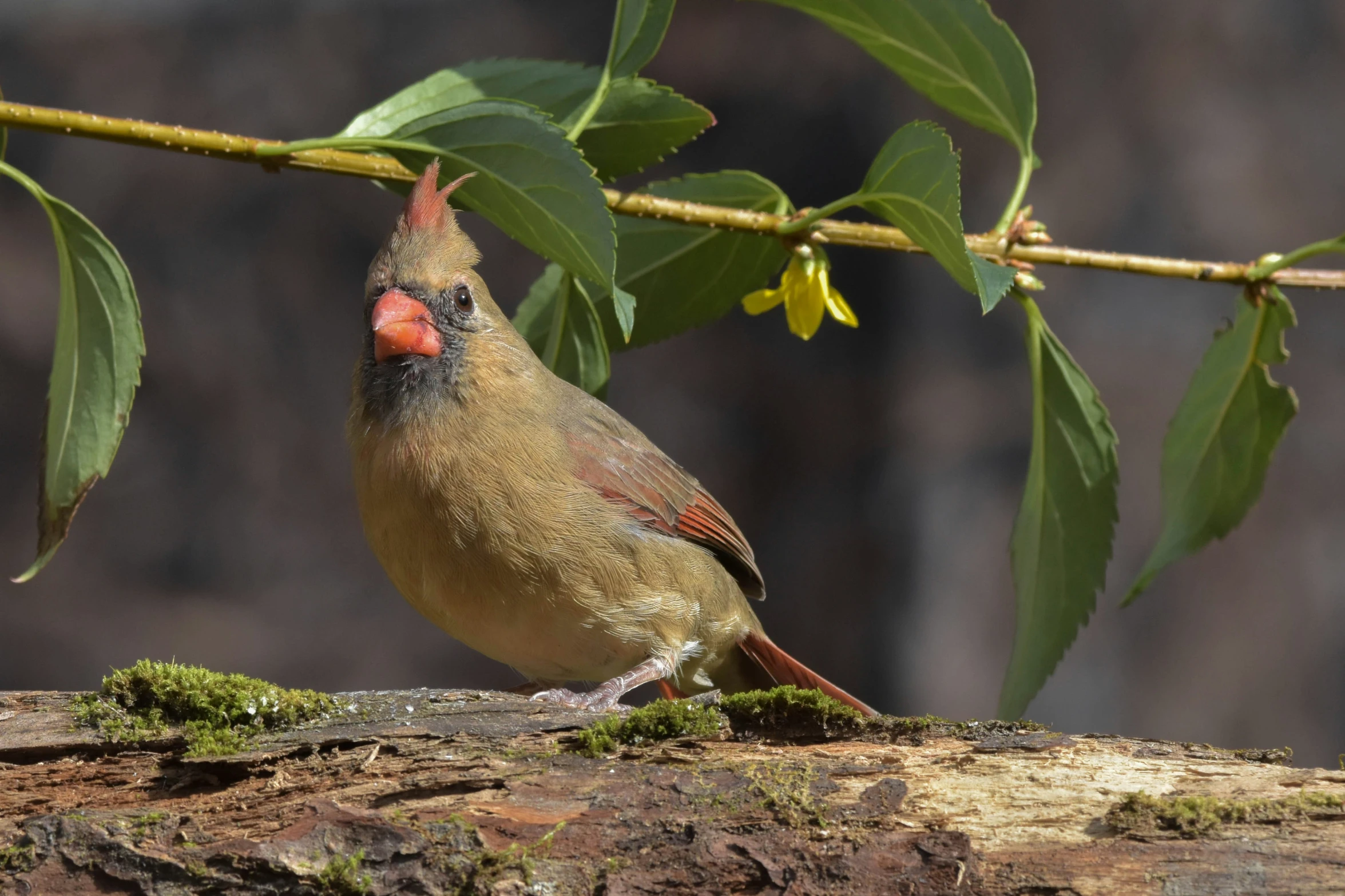 the bird has a large red beak on his head