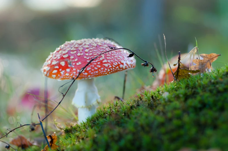 a close up view of a tiny white mushroom in the grass