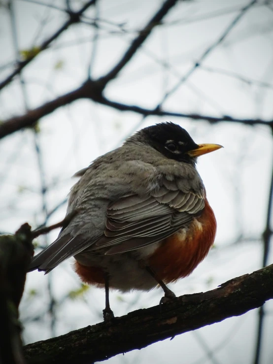 a bird perched on a nch looking up