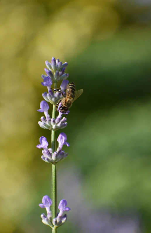 there is a small bee sitting on the flower