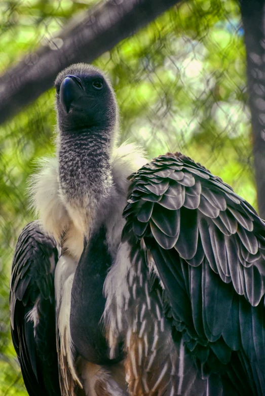 the very large bird has a very big wing