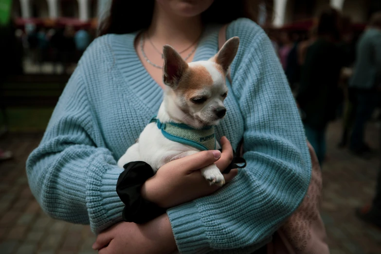 a small dog sitting in a person's lap